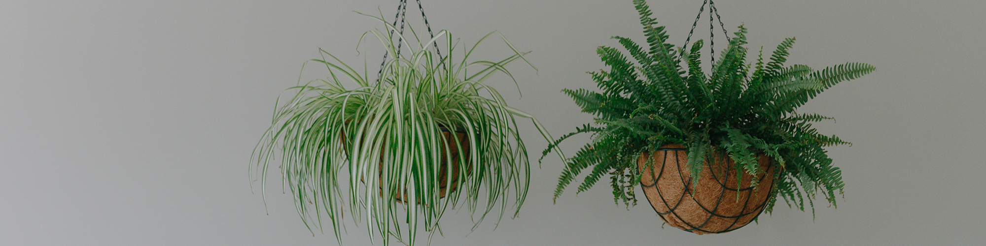 Trailing & Hanging plants Buy online