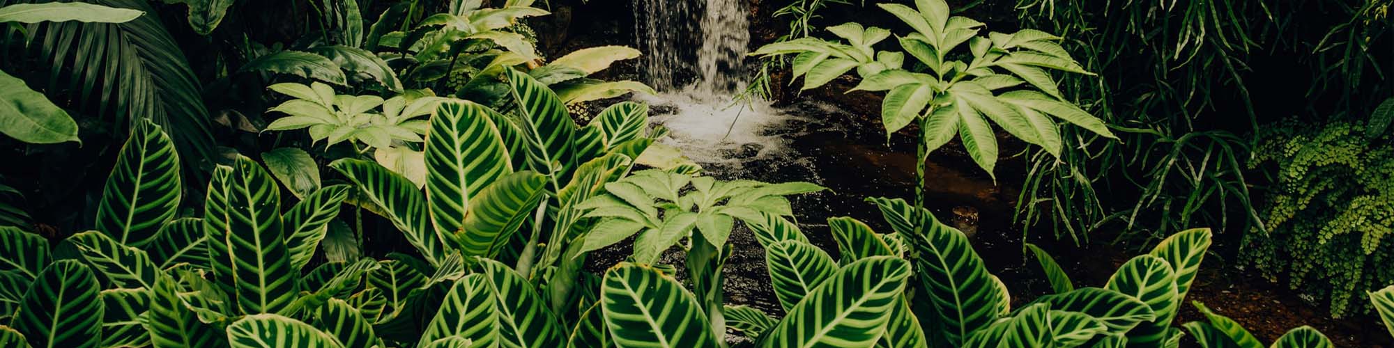 Tropical & Exotic indoor plants Buy online