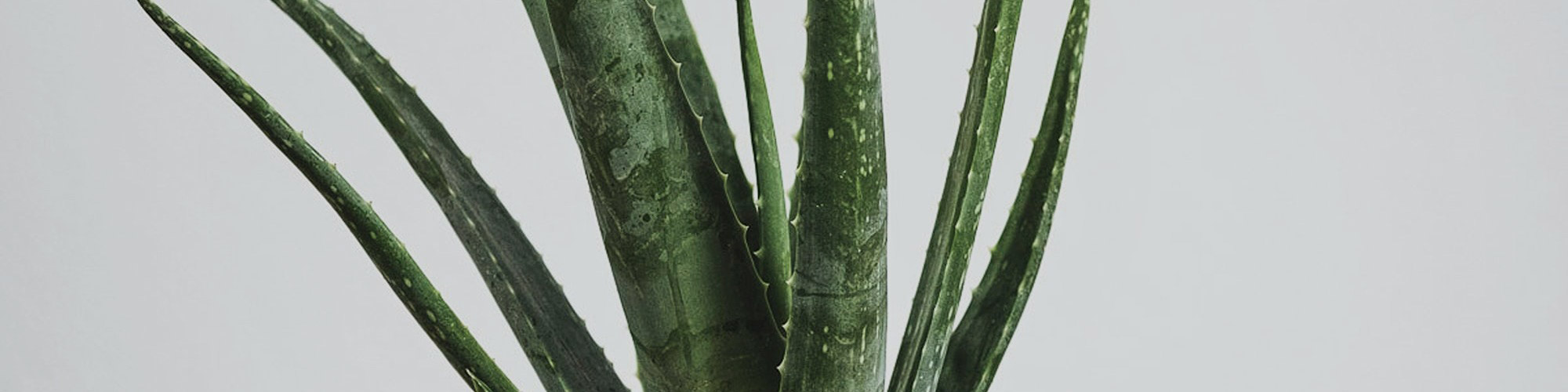 Aloe Vera plant Buy online
