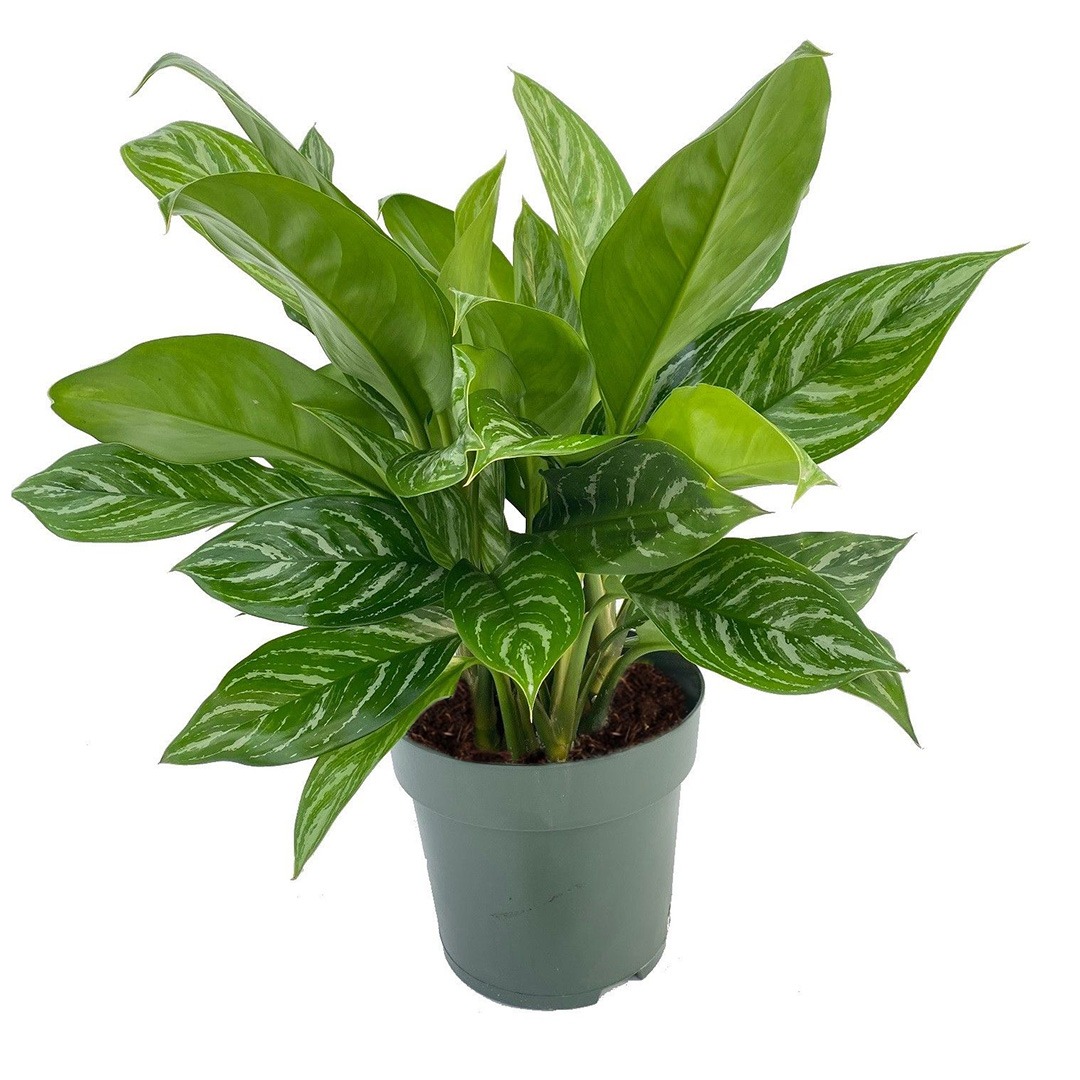 aglaonema_stripes_-_4_1.jpg