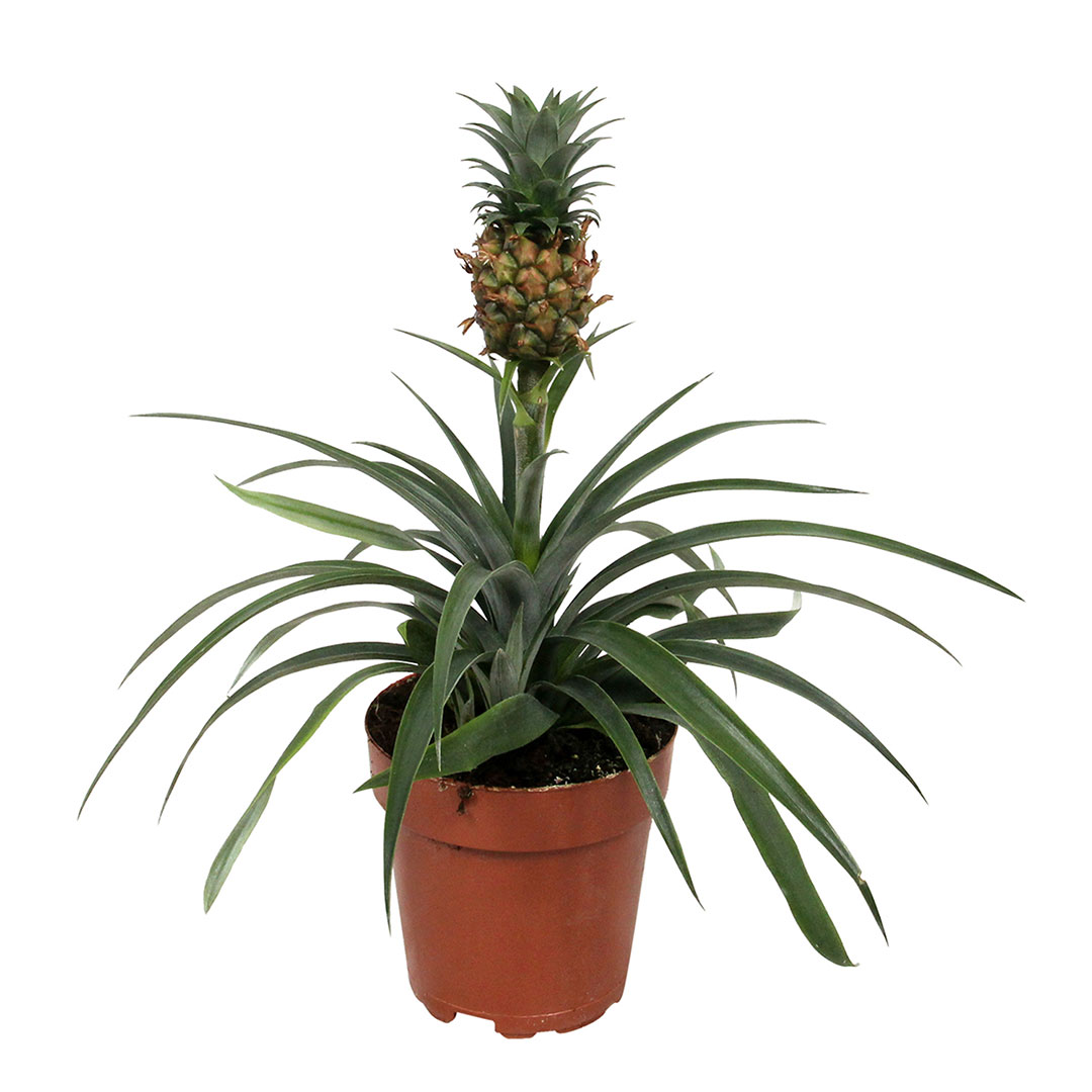Persoon belast met sportgame Ik geloof wacht Ananasplant - 40 cm