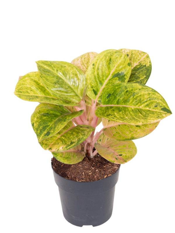 aglaonema_apple_fantasy_-_01.jpg