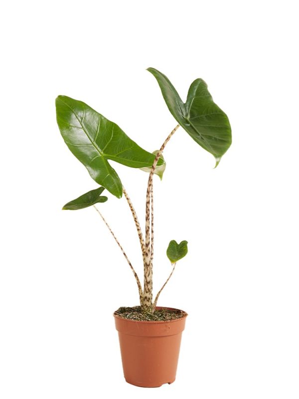 Alocasia Zebrina (Tiger-Pfeilblatt-Elefantenohr) - 40 cm