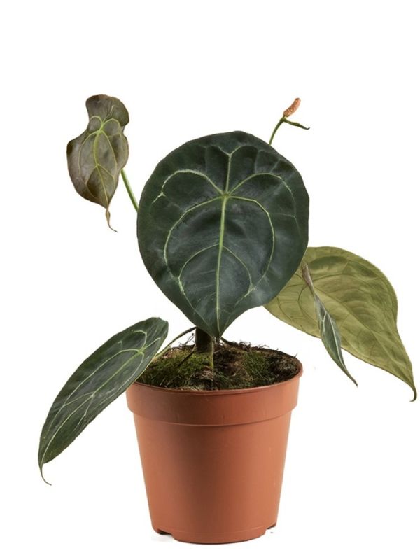 Anthurium Forgetii - 35 cm