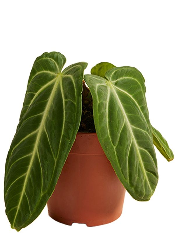 dracaena sanderiana ribbon plant Dracaena Sanderiana | Ribbon Plant | 4" Pot | Easy Care Houseplant
