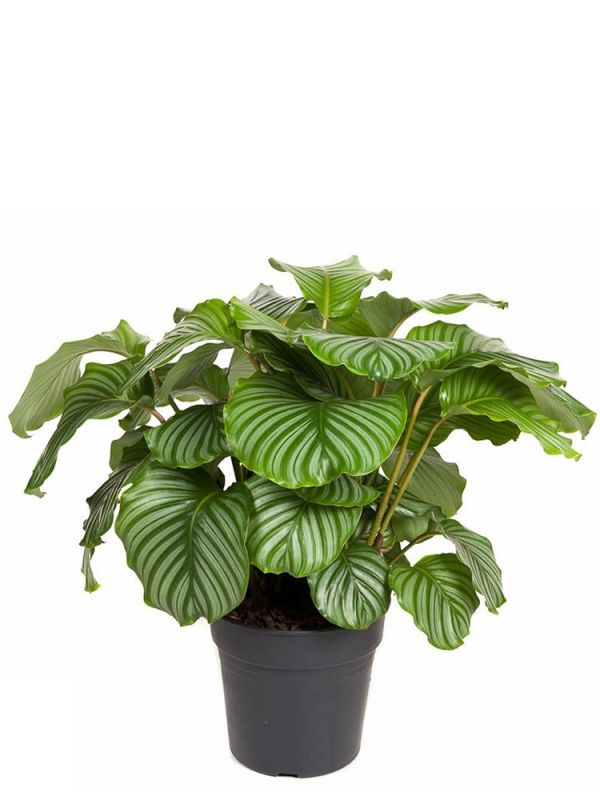 Calathea Orbifolia (Korbmarante-Pfeilwurz) - 80 cm