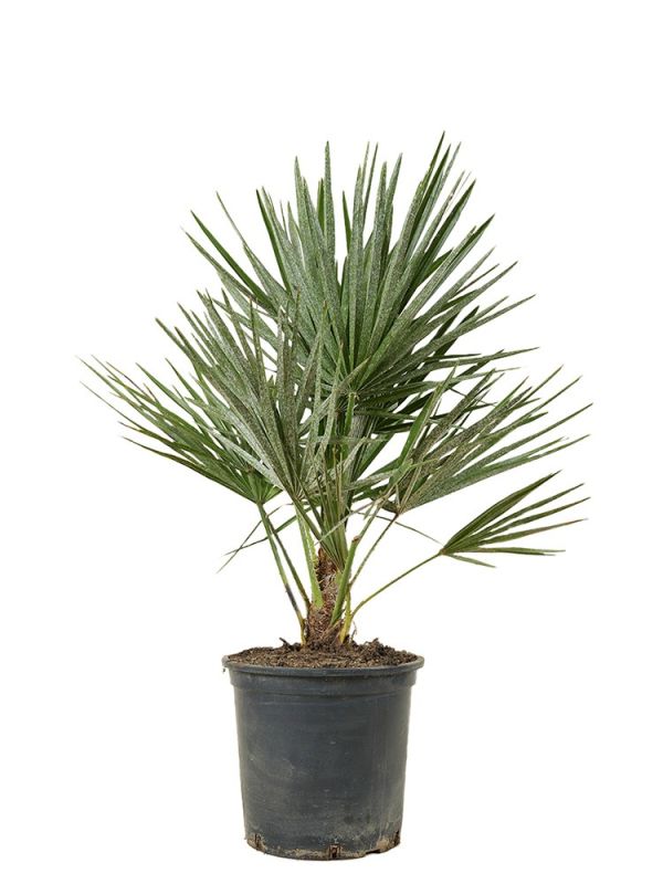 Chamaerops Humilis - 65 cm