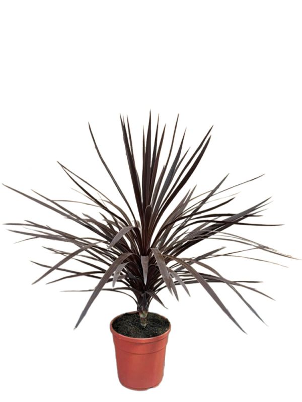 arruda plant Rue Herb Plant | Two Live Plants | Non-GMO