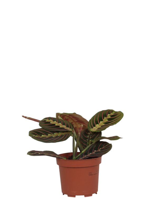 Maranta Leuconeura Fascinator (Gebetspflanze-Pfeilwurz) - 20 cm