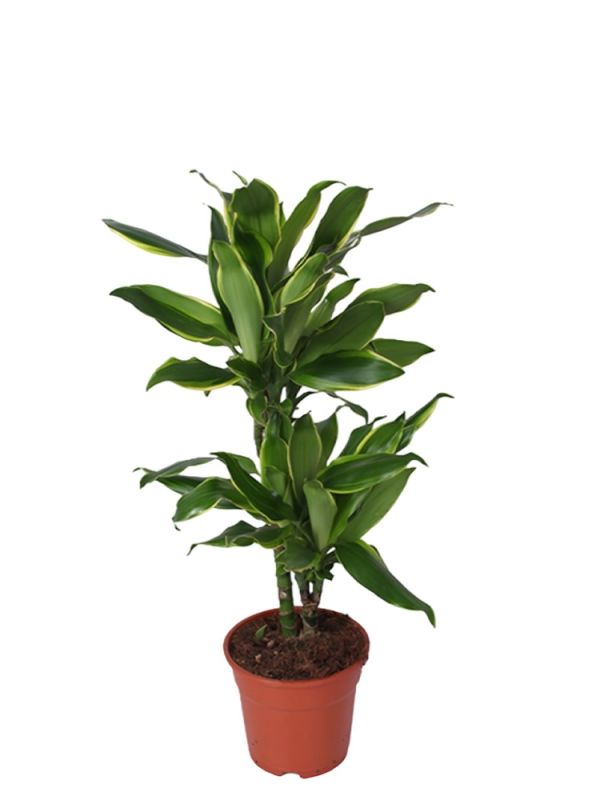 fargesia dracocephala rufa Fargesia rufa | Dragon Head Bamboo - Height 90-110cm main image 1