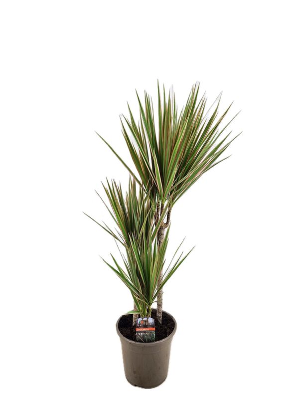 Dracaena Marginata Bicolor (Zweifarbiger Drachenbaum) - 90 cm