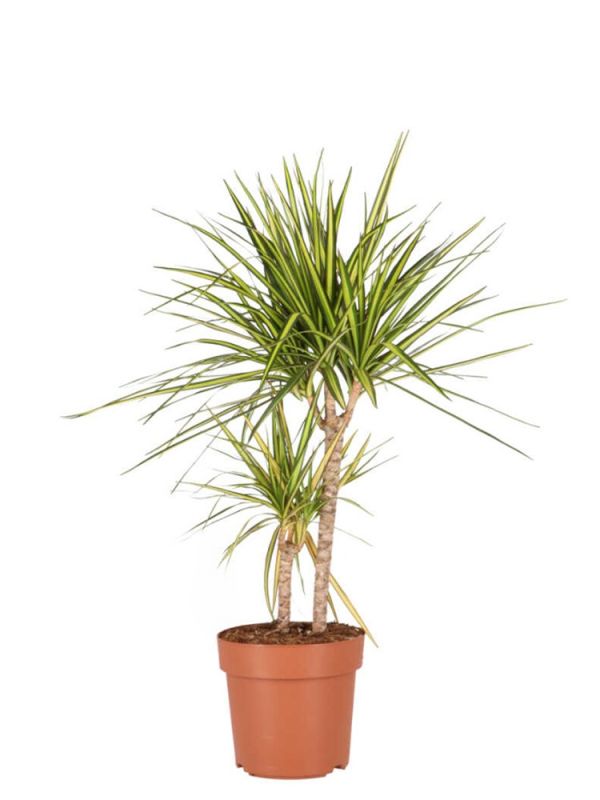 dracaena surculosa care Florida Beauty Cane: Dracaena - 4