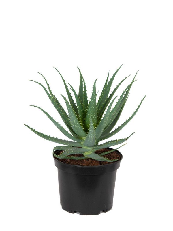 Aloe Arborescens (Baumaloe) - 35 cm