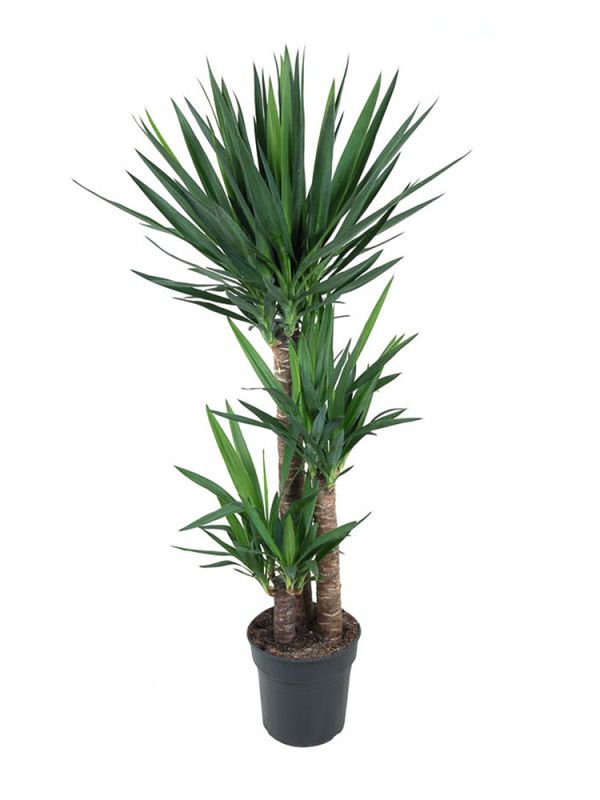 Yucca Elephantipes (Riesen-Palmlilie) - 130 cm