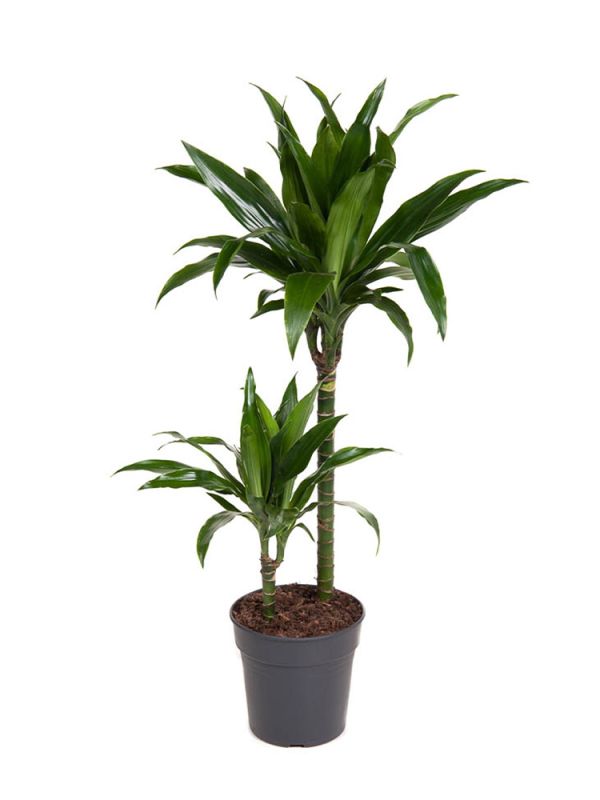 kaktus wolfsmilch kaufen Kaktus-Wolfsmilch Euphorbia Acrurensis Zimmerpflanze Ø17cm ↕50cm
