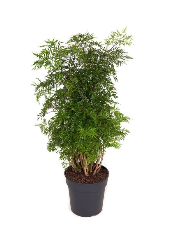 Polyscias Hawaiiana Ming - 120 cm
