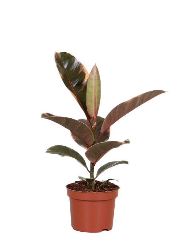 Ficus Elastica Belize (Gummibaum) - 30 cm