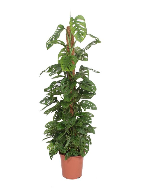 Monstera Adansonii (Monkey Leaf Fensterblatt) - 160 cm