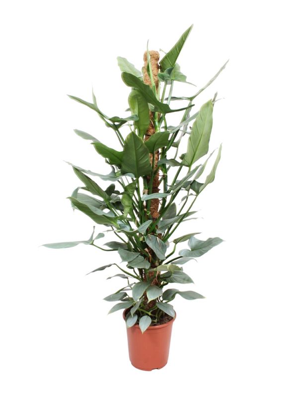 Philodendron Hastatum (Baumfreund) - 130 cm