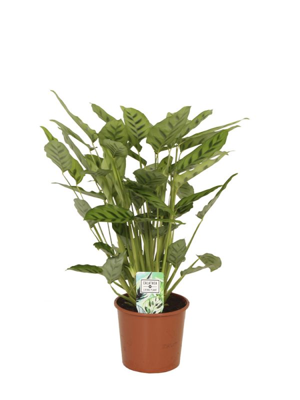 Calathea Leopardina (Korbmarante-Pfeilwurz) - 65 cm