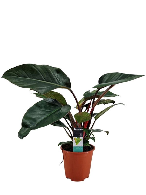 Philodendron Congo Rojo (Baumfreund) - 65 cm