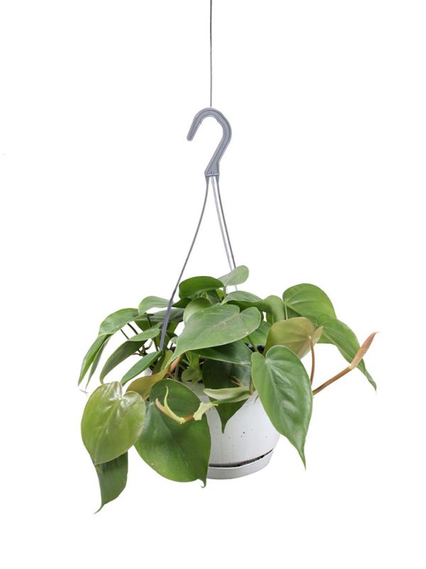 philodendron green congo variegated #0210-126 rooting full plant high variegated philodendron green congo nuclear. (Regular) main image 0