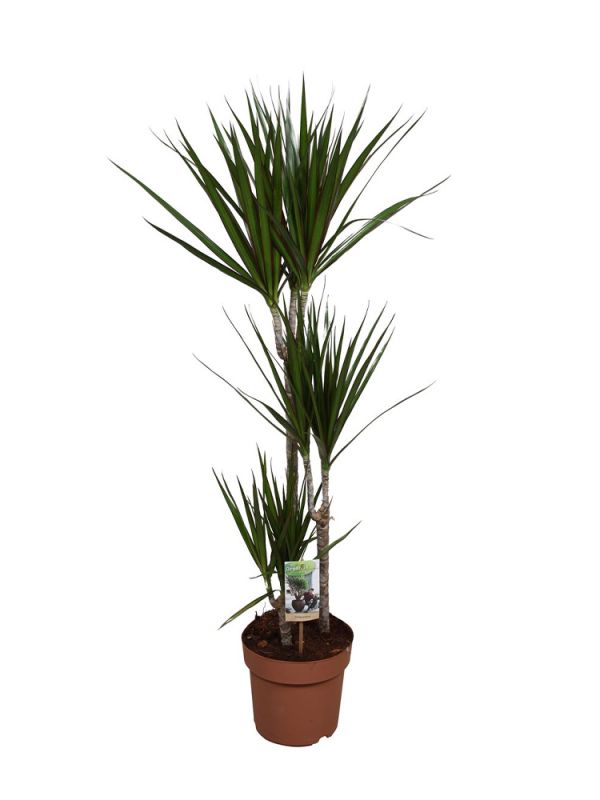 elefantenfuß lebensdauer Elefantenfuß - Beaucarnea recurvata main image 1