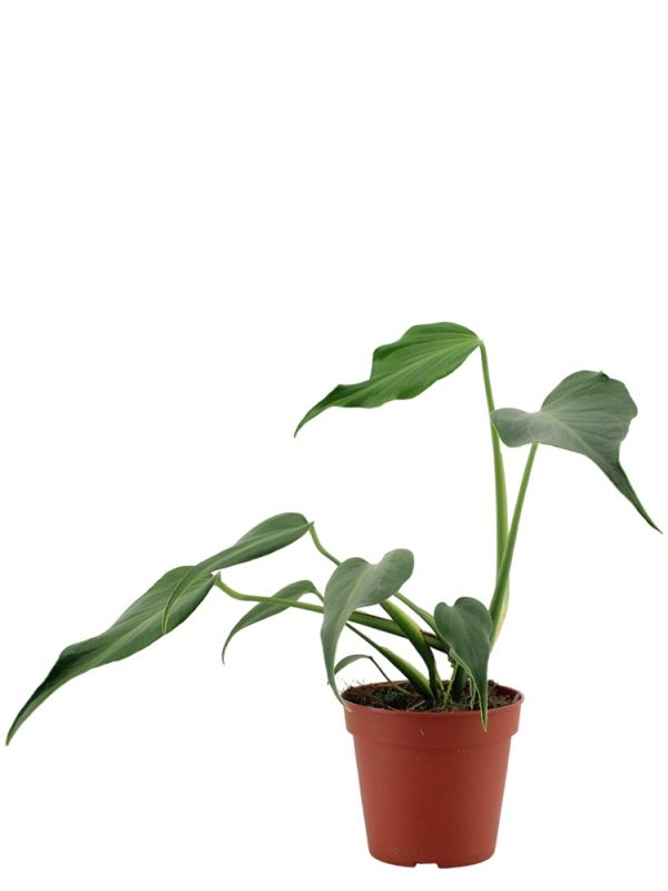 philodendron billietiae black Philodendron billietiae 'Dark Form'