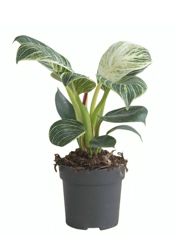 Philodendron Birkin (Baumfreund) - 25 cm