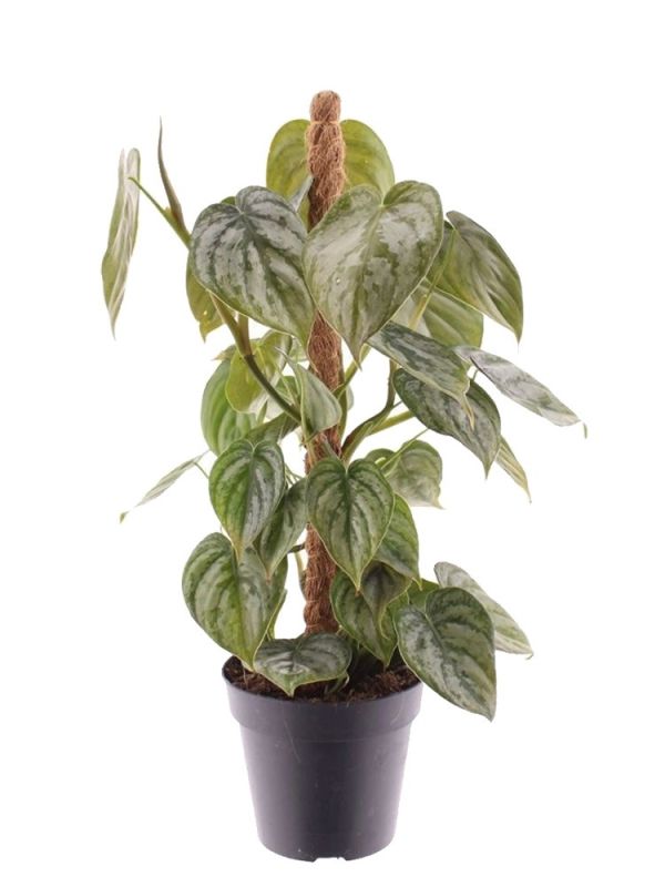 Philodendron Brandtianum (Baumfreund) - 35 cm