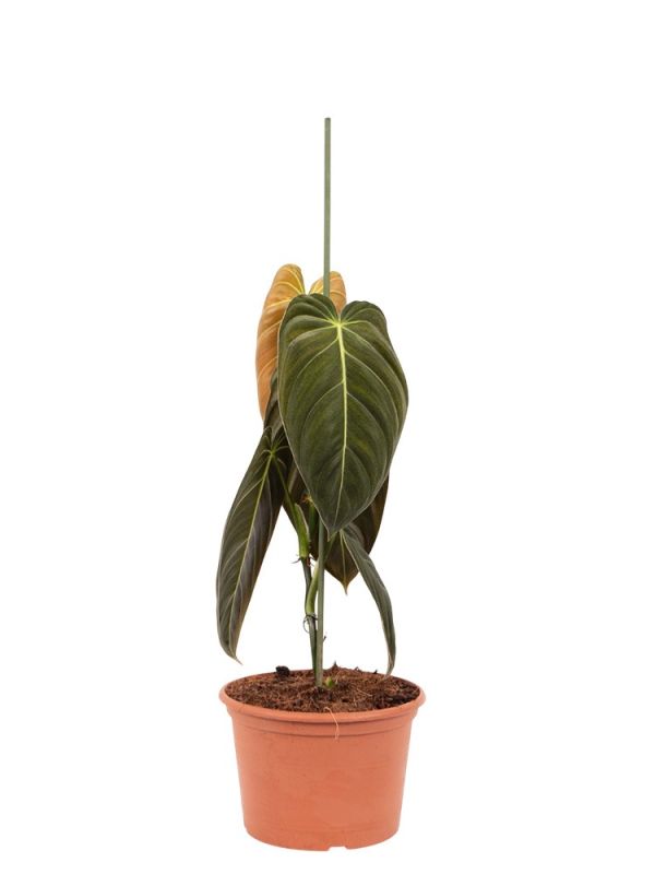 philodendron ghost green Philodendron 'Florida Ghost'
