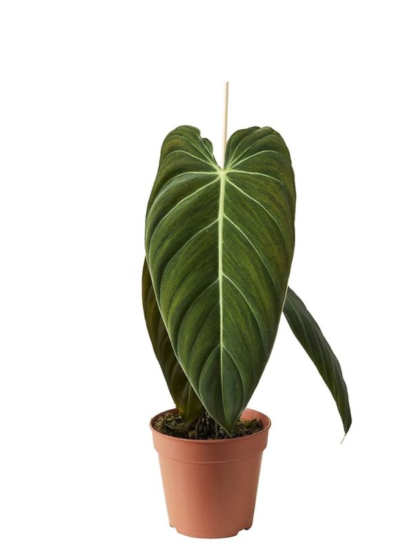 Philodendron Melanochrysum  Schwarz-Goldener Baumfreund Zimmerpflanze Topf  12 Cm Hhe 35 Cm