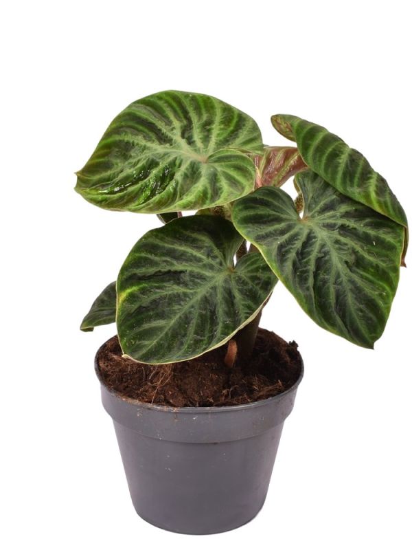 Philodendron Verrucosum Incensi - 25 cm