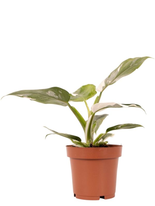 Florari Philodendron White Princess  Weier Baumfreund, Pflegeleichte  Zimmerpflanze Wave Standort