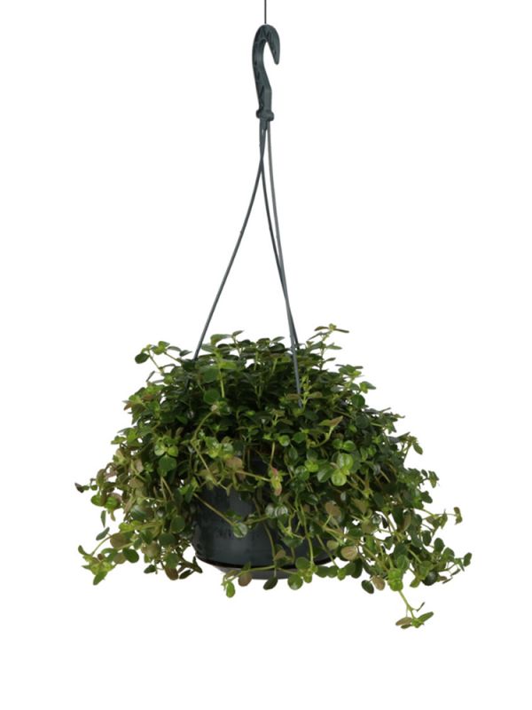 Pilea Depressa Sao Paulo (Kriechende Kanonierblume) - 25 cm