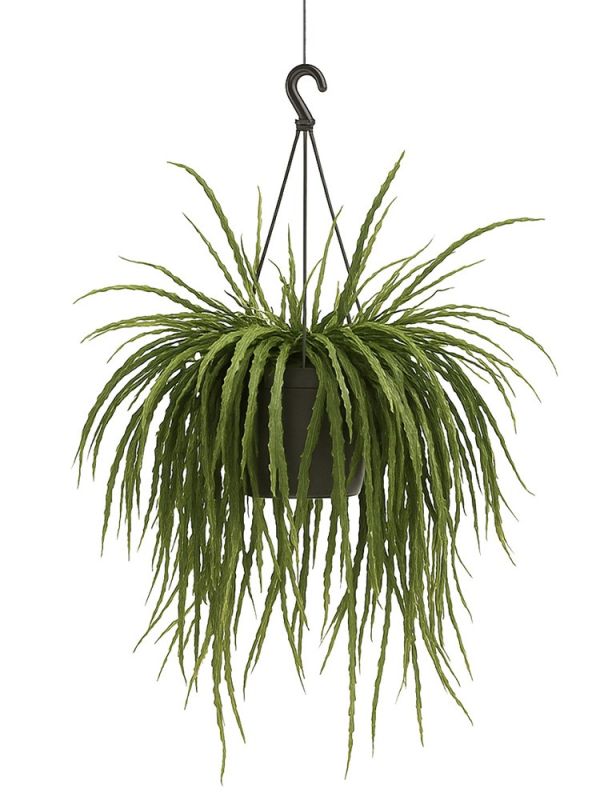 Rhipsalis Holviana (Blattkaktus) - 50 cm