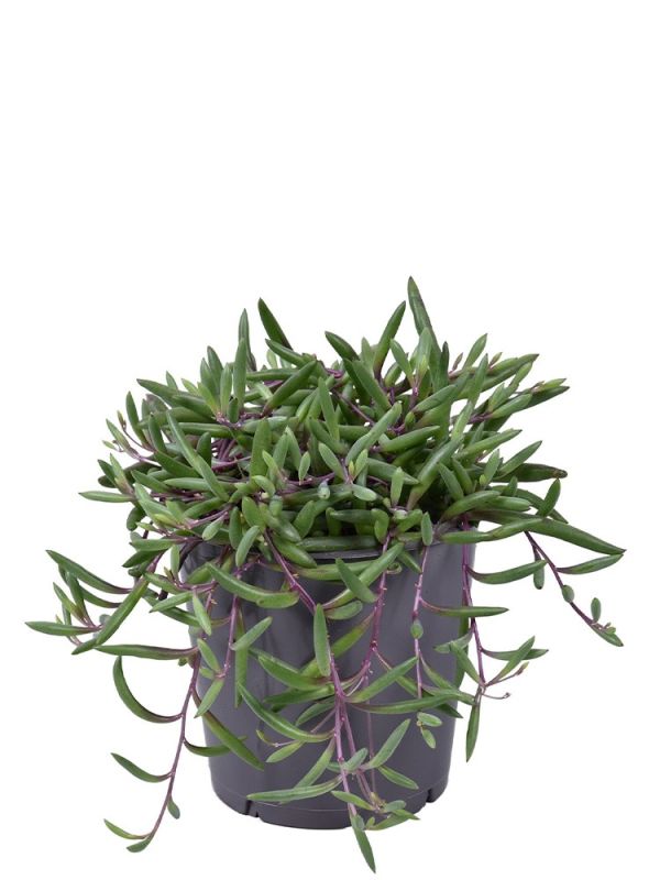 Senecio Herreianus Purple Flush 25 Cm senecio-herreianus-purple-flush-25-cm