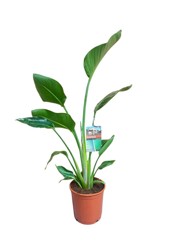 Strelitzia Augusta (Baumstrelitzie-Paradiesvogelblume) - 110 cm