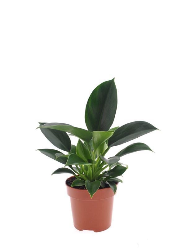 Philodendron Green Princess - 25 cm