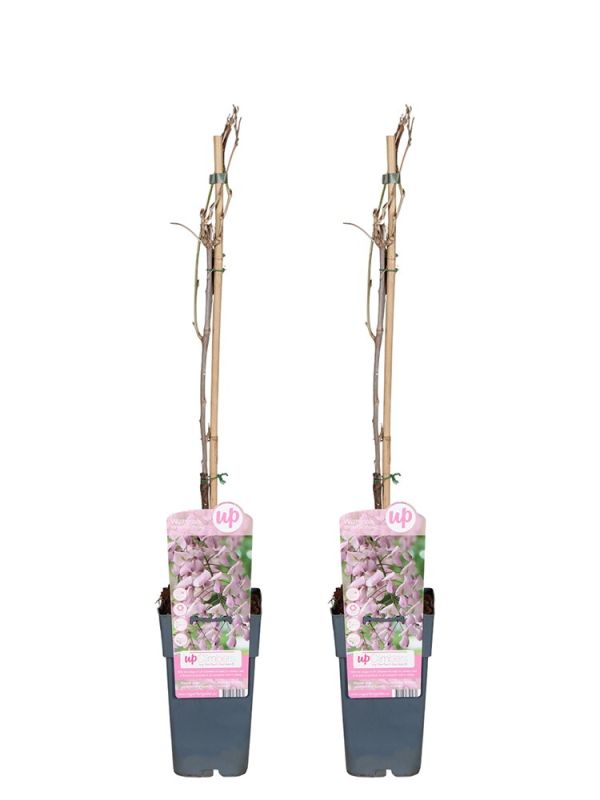 Wisteria Floribunda Rosea 2x (Japanischer Blauregen) - 70 cm