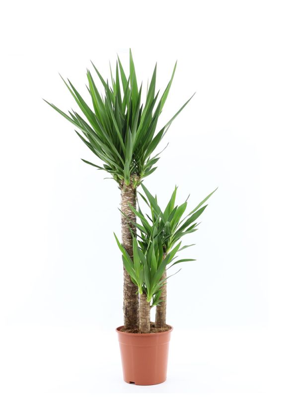 Yucca Elephantipes - 130 cm