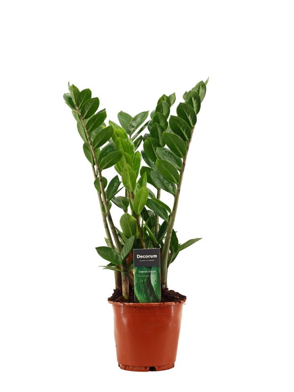 Zamioculcas Zamiifolia (Glcksfeder) - 50 cm