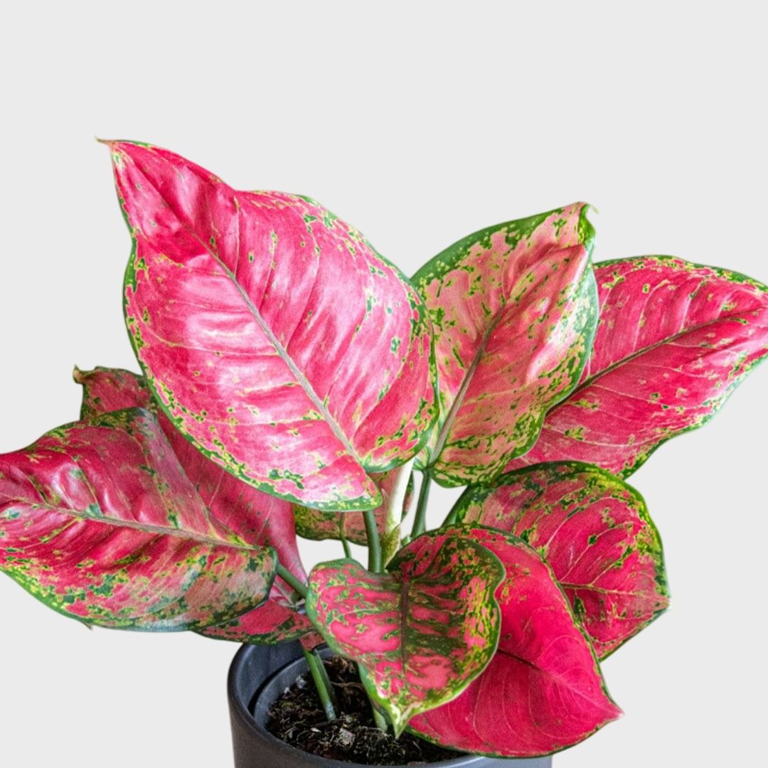 Aglaonema Red Joy