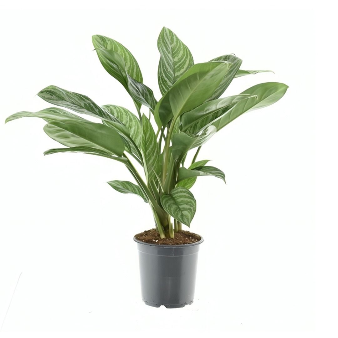✴︎Aglaonema stripes curtisii×Manila✴︎ Aglaonema Stripes - 70 cm