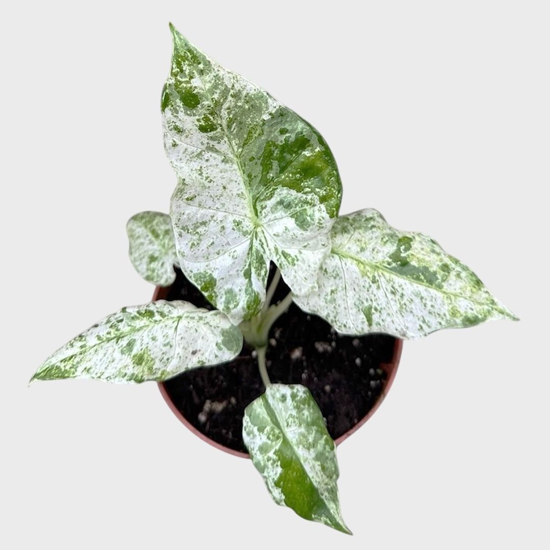 bio saatgut kaufen landwirtschaft BIO Saatgut Dicke Bohne Aqua Dulce – Biogartenladen main image 0