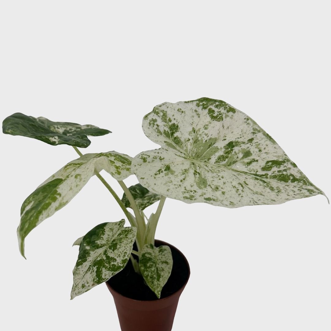 Alocasia Macrorrhiza Splash - 20 cm