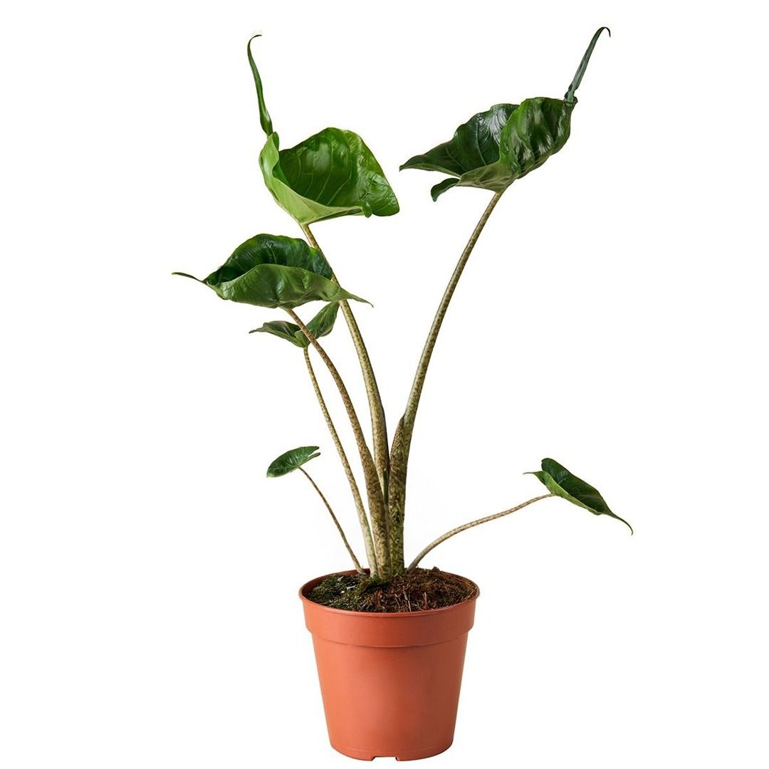 Alocasia Macrorrhiza Stingray (Riesenblttriges Pfeilblatt-Elefantenohr) -  25 cm
