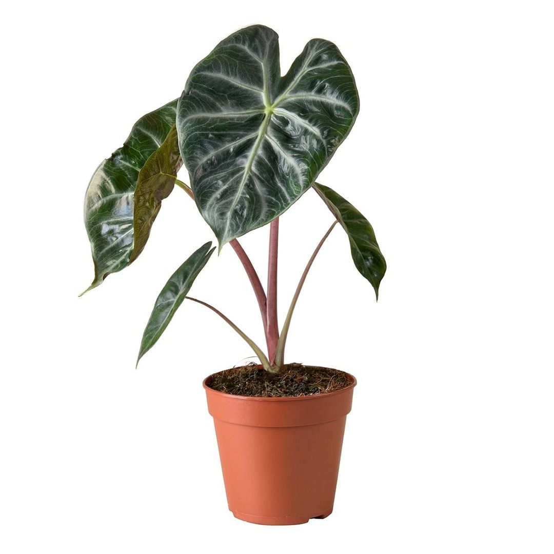 myrtillo kaktus Blue Flame Cactus main image 0