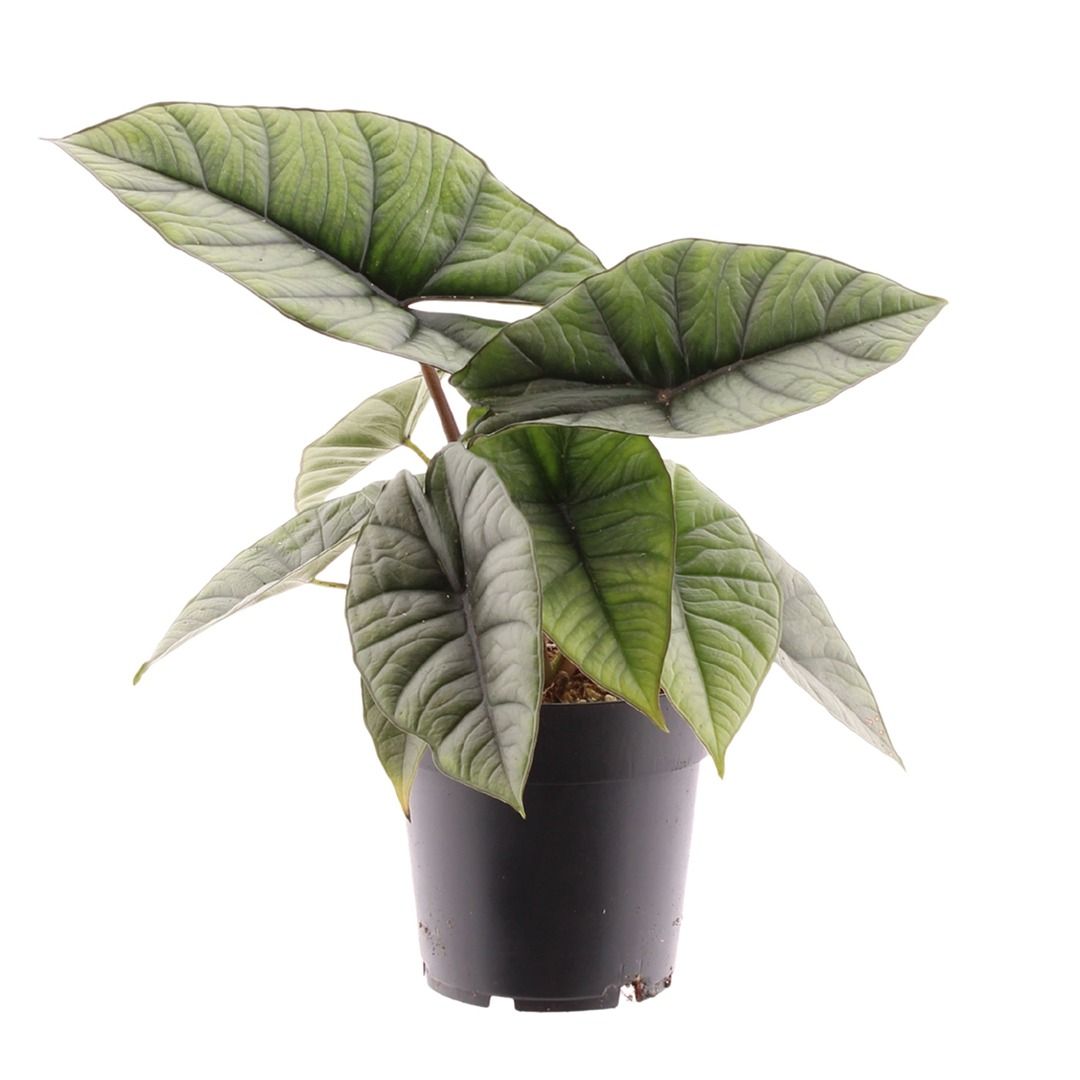 Alocasia Platinum (Elefantenohr-Pfeilblatt) - 45 cm
