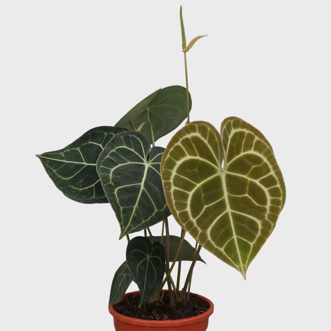 Anthurium Clarinervium (Herzblattblume) - 30 cm